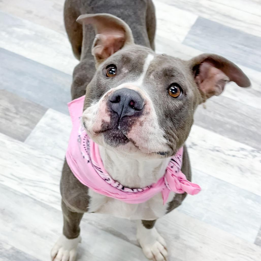 Meghan, a Adoptable Pit Bull Terrier in Lufkin, TX image 3/4
