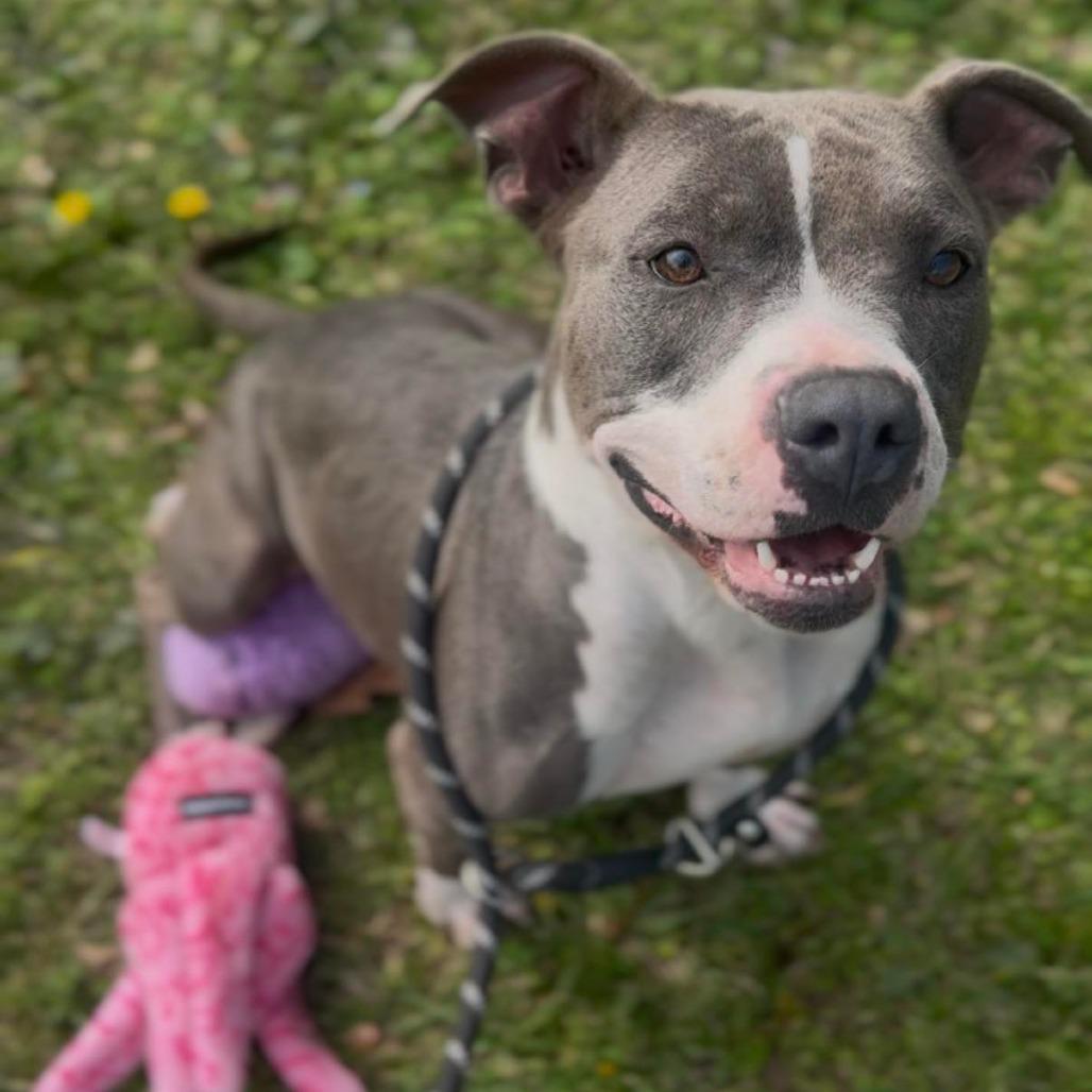 Meghan, a Adoptable Pit Bull Terrier in Lufkin, TX image 4/4