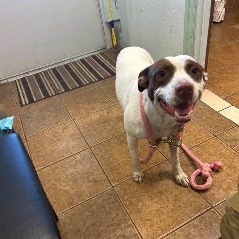 Bassie, Adoptable, Adult Female Pit Bull Terrier & Mixed Breed.