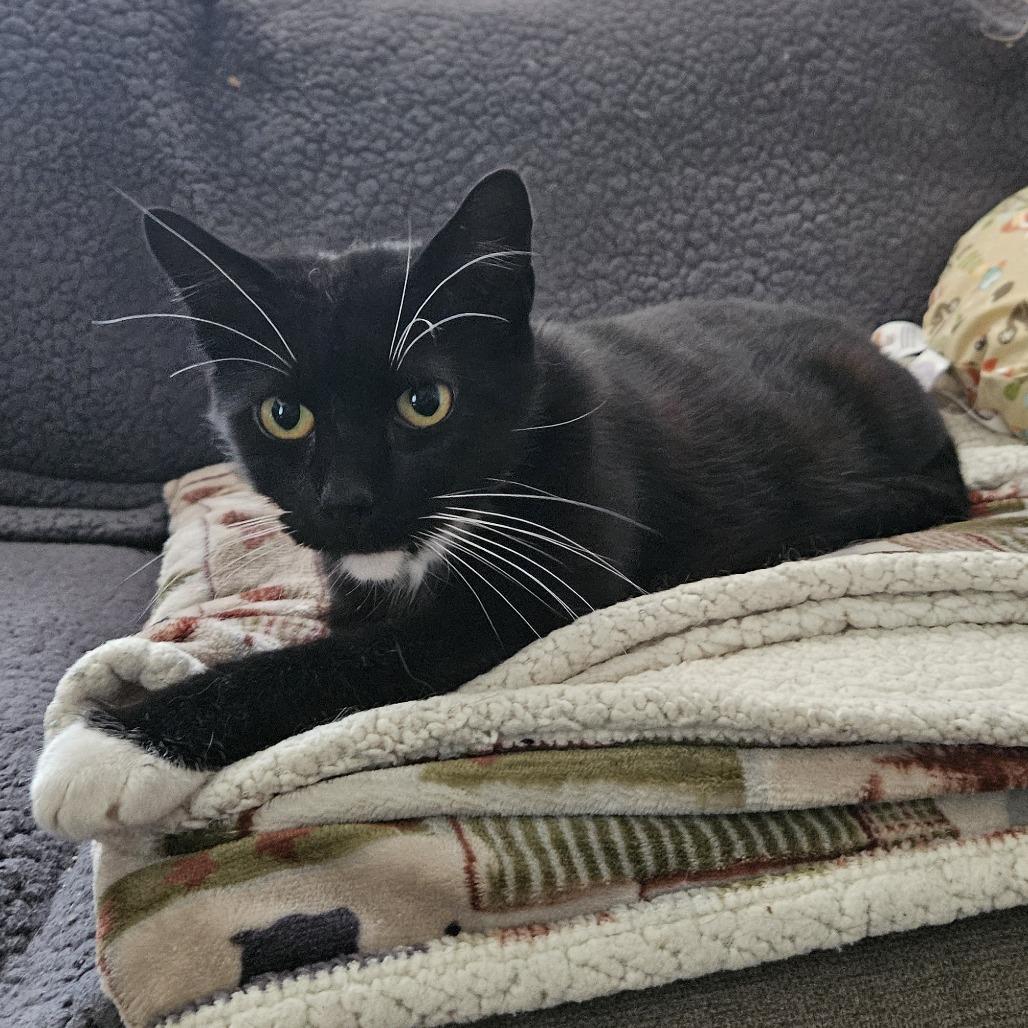 Edmund Ramishvili, Adoptable, Adult Male Domestic Short Hair.