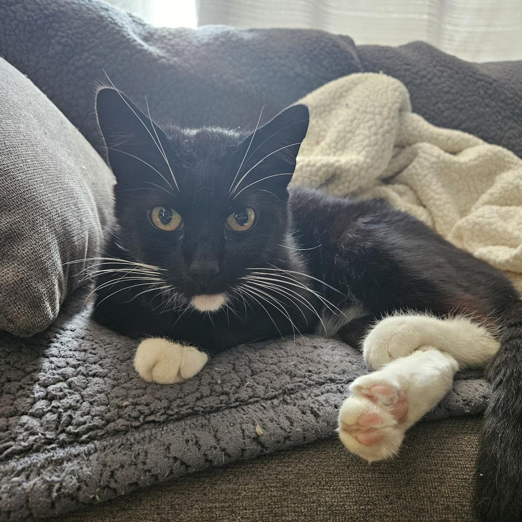 Enlarge Edmund Ramishvili, a Adoptable Domestic Short Hair in Merrifield, VA image 2/6