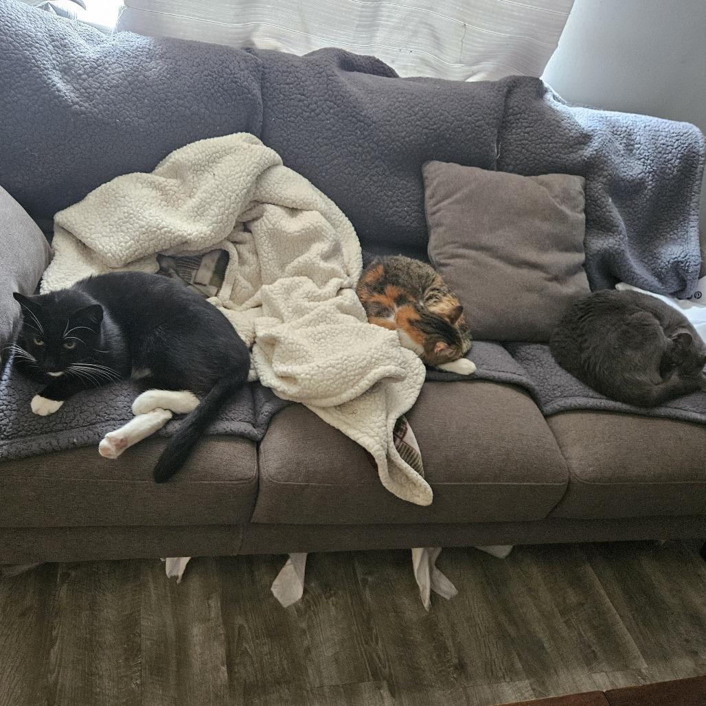 Enlarge Edmund Ramishvili, a Adoptable Domestic Short Hair in Merrifield, VA image 3/6