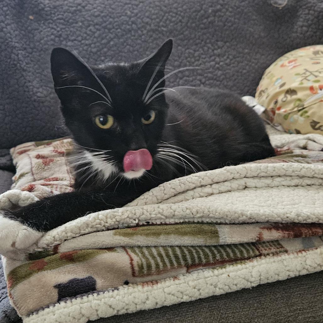 Enlarge Edmund Ramishvili, a Adoptable Domestic Short Hair in Merrifield, VA image 4/6