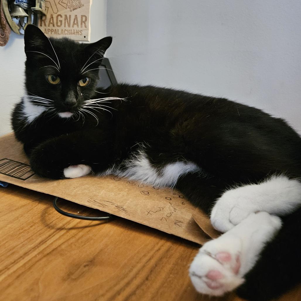 Enlarge Edmund Ramishvili, a Adoptable Domestic Short Hair in Merrifield, VA image 5/6