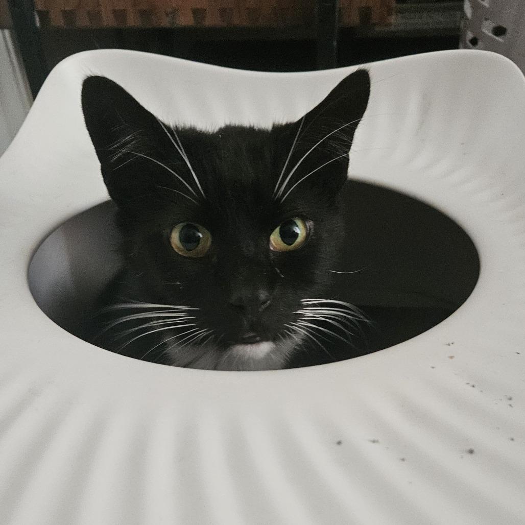 Enlarge Edmund Ramishvili, a Adoptable Domestic Short Hair in Merrifield, VA image 6/6