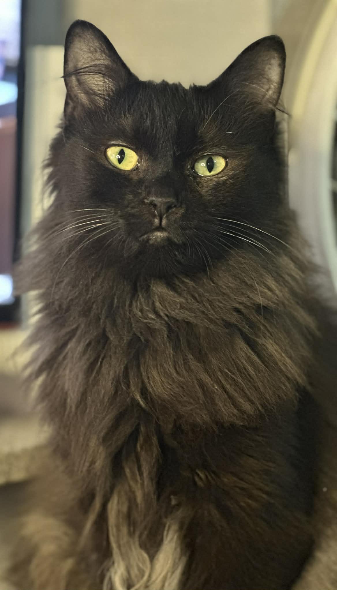 Enlarge Cherry, a Adopted Domestic Long Hair in Burton, MI image 1/1