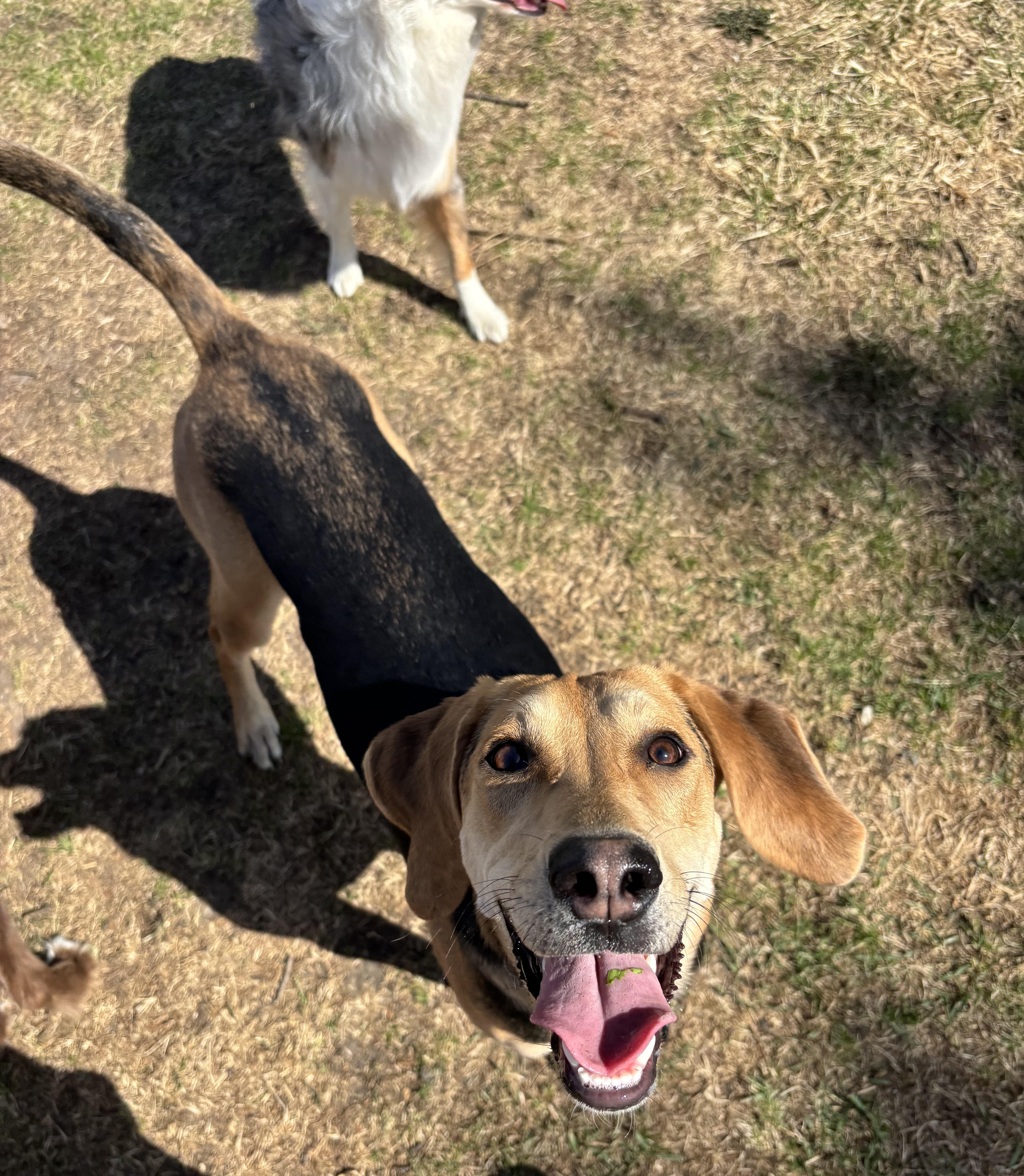 Enlarge Millie, a ADOPTABLE mixed breed in Joliet, IL image 1/3