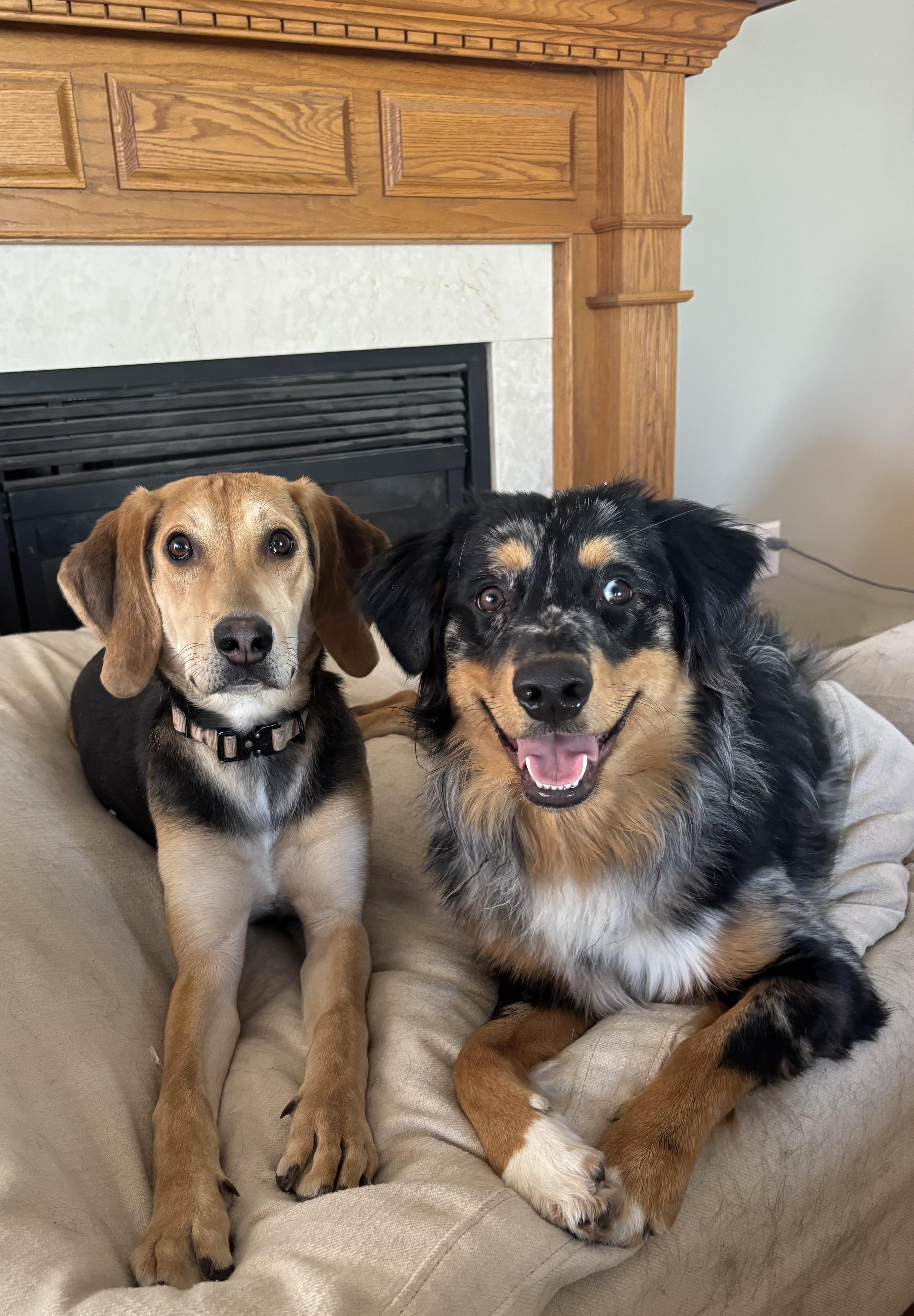 Enlarge Millie, a ADOPTABLE mixed breed in Joliet, IL image 3/3