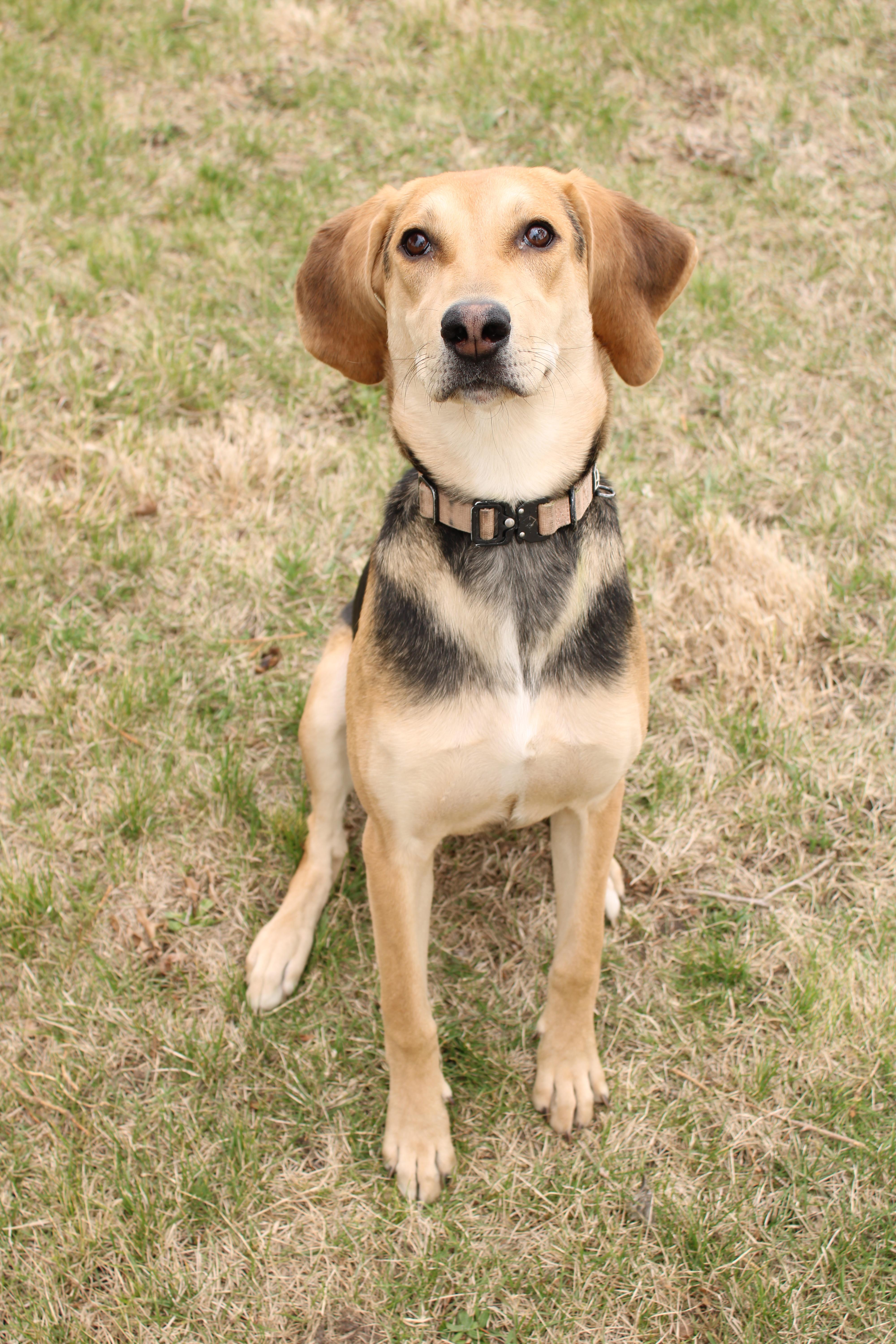 Enlarge Millie, a ADOPTABLE mixed breed in Joliet, IL image 2/3