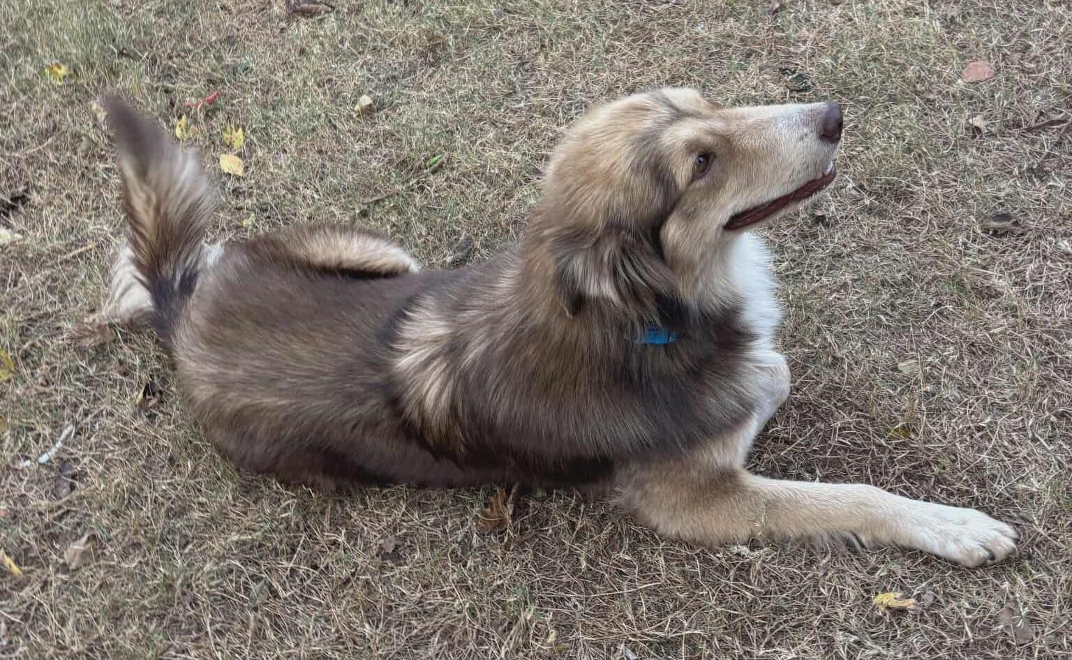 Sozu, Adoptable, Young Male Australian Shepherd.