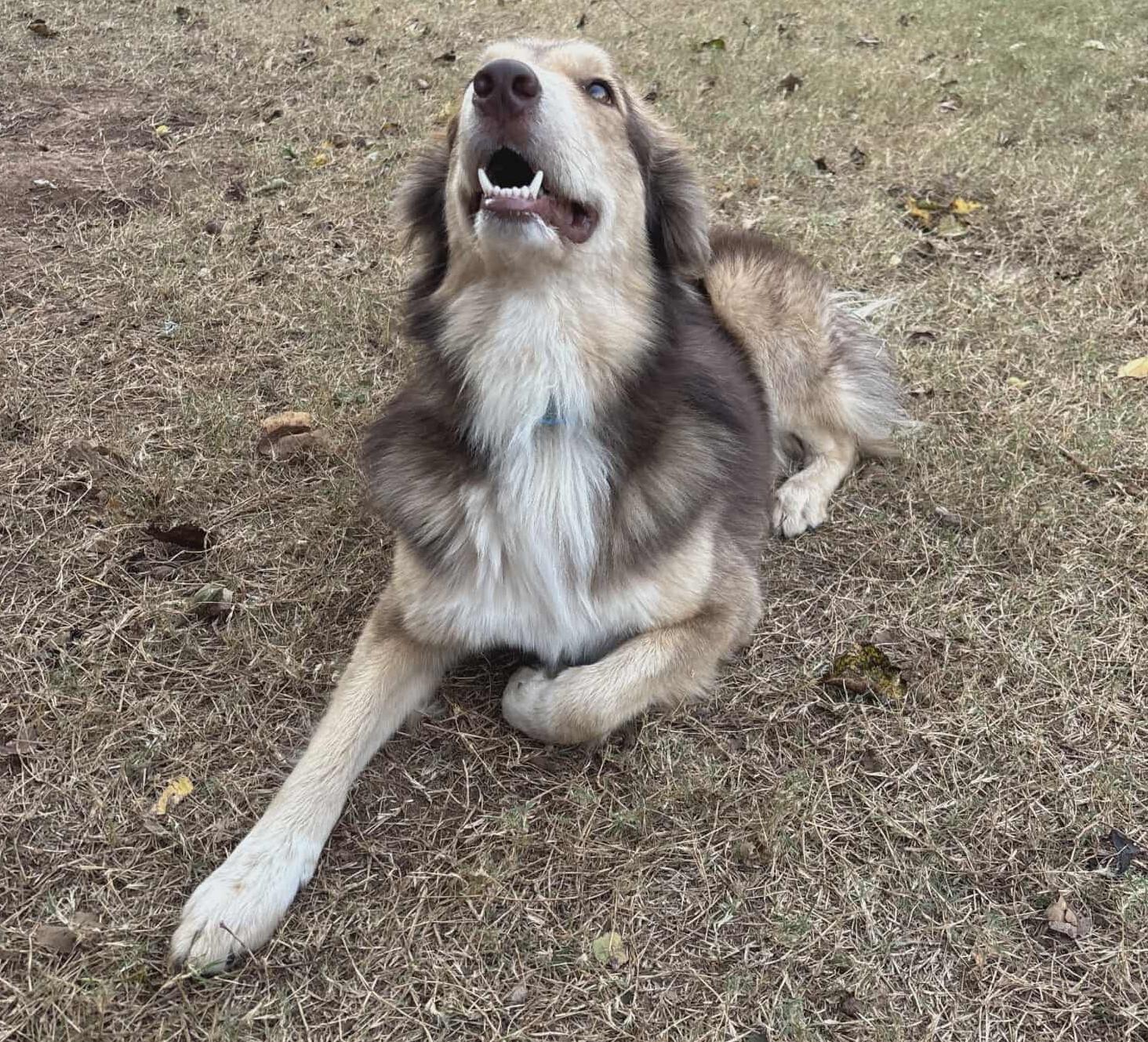 Sozu, a Adoptable mixed breed in Kiowa, OK image 4/6