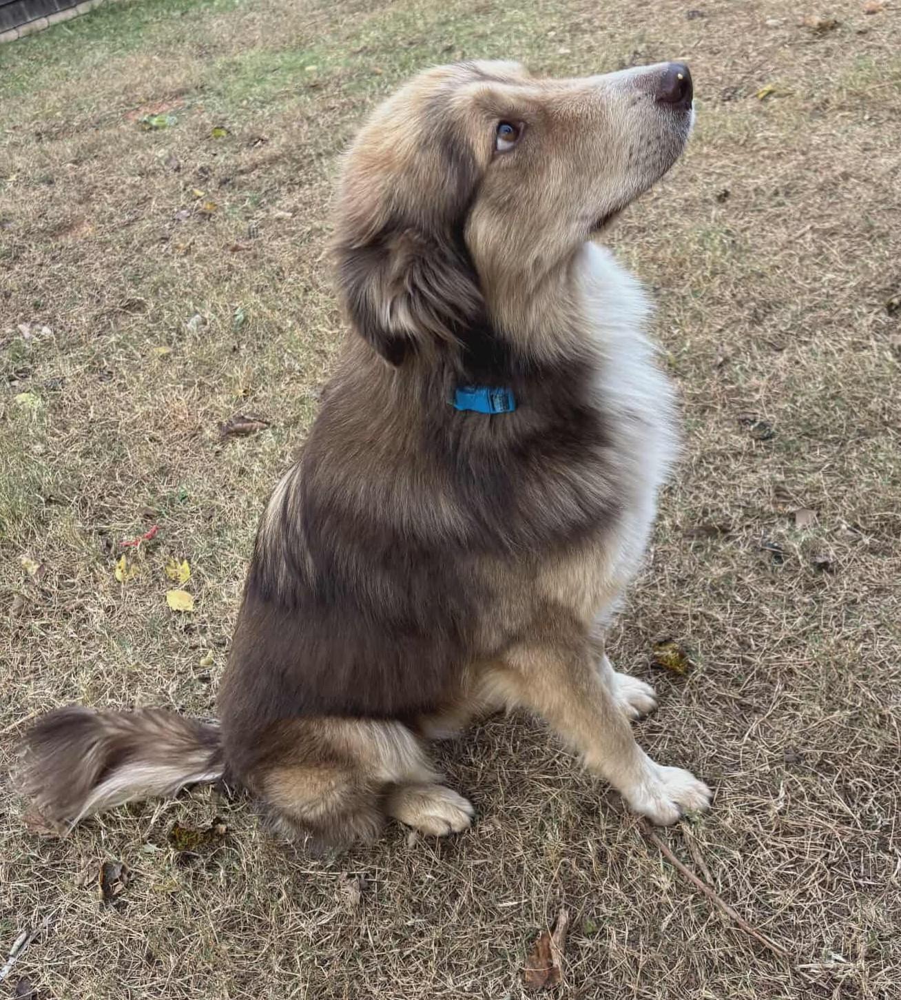 Sozu, a Adoptable mixed breed in Kiowa, OK image 6/6