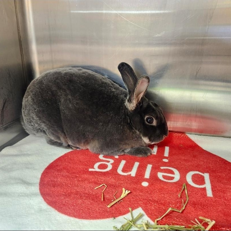 Enlarge Bluey, a Adoptable Mini Rex in West Chester, OH image 4/4