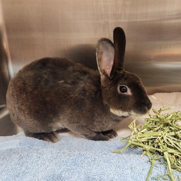 Enlarge Bluey, a Adoptable Mini Rex in West Chester, OH image 1/4