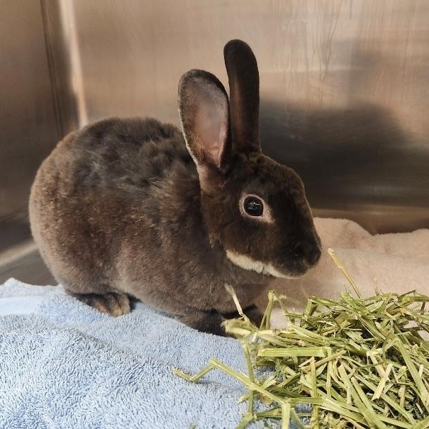 Enlarge Bluey, a Adoptable Mini Rex in West Chester, OH image 2/4