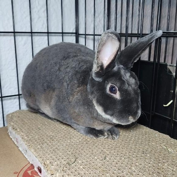 Enlarge Bluey, a Adoptable Mini Rex in West Chester, OH image 3/4