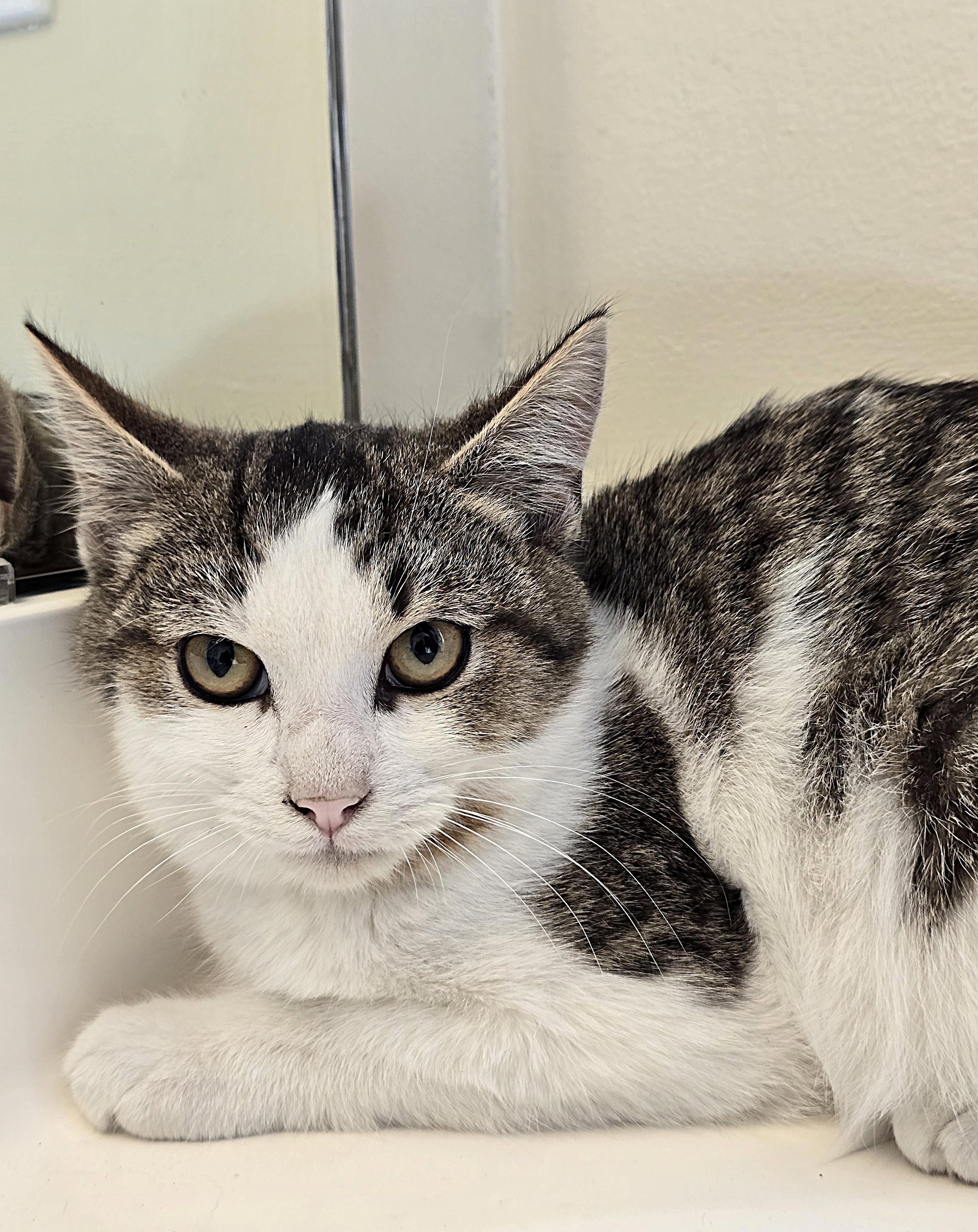 Smudge, a ADOPTABLE Domestic Short Hair in Wilmington, NC image 3/3