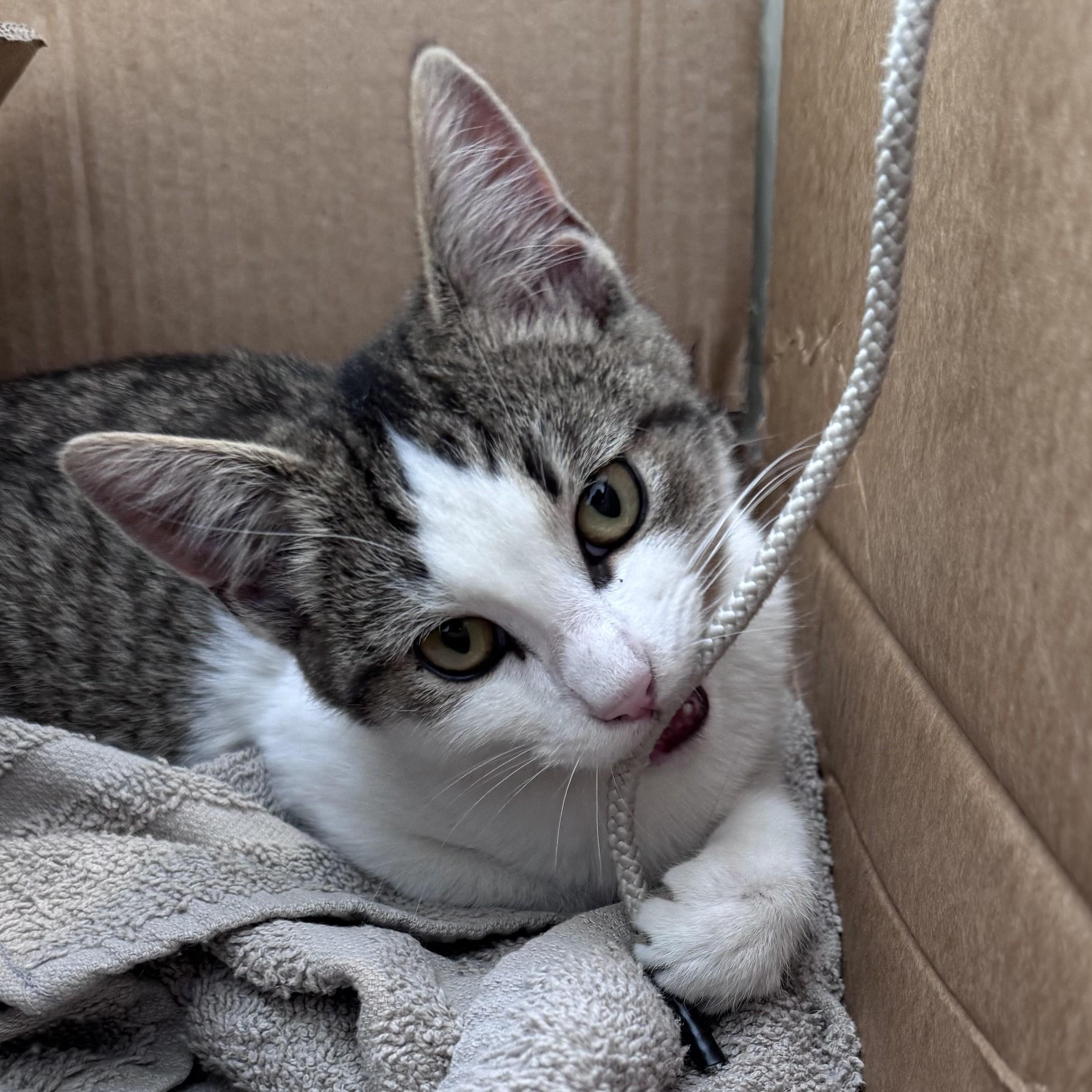 Smudge, a ADOPTABLE Domestic Short Hair in Wilmington, NC image 2/3