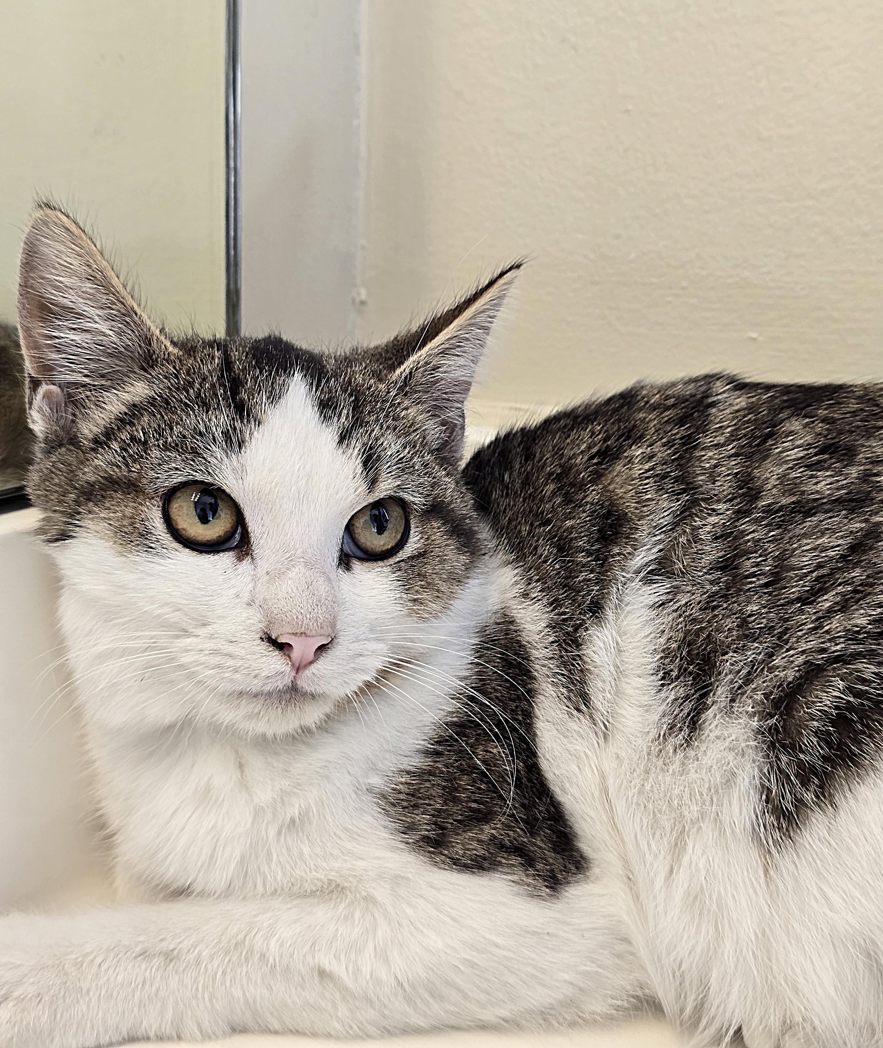 Smudge, ADOPTABLE, Kitten Male Domestic Short Hair.