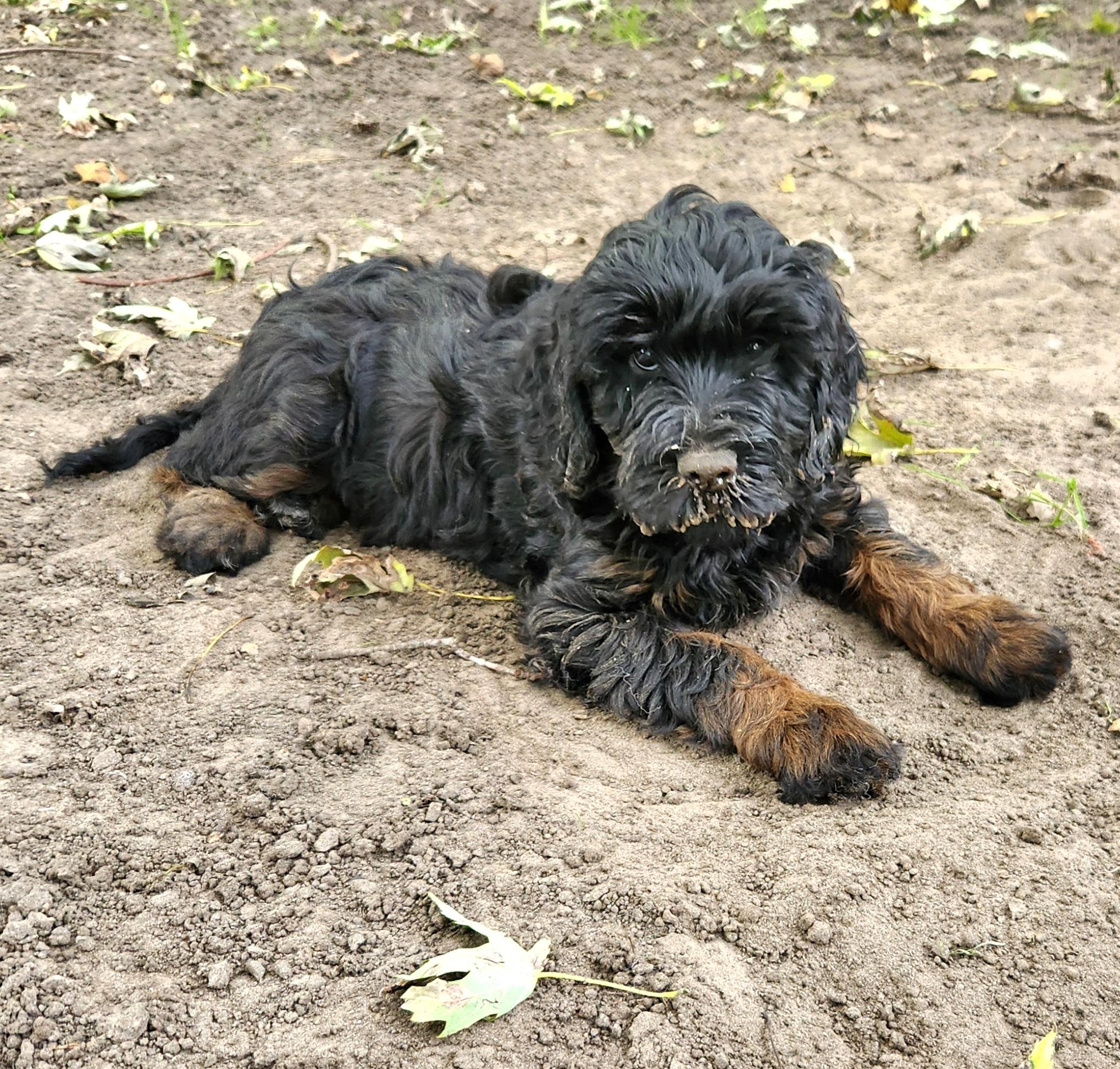 Enlarge Molly, a Adoptable Labradoodle in Liberty Center, OH image 3/6