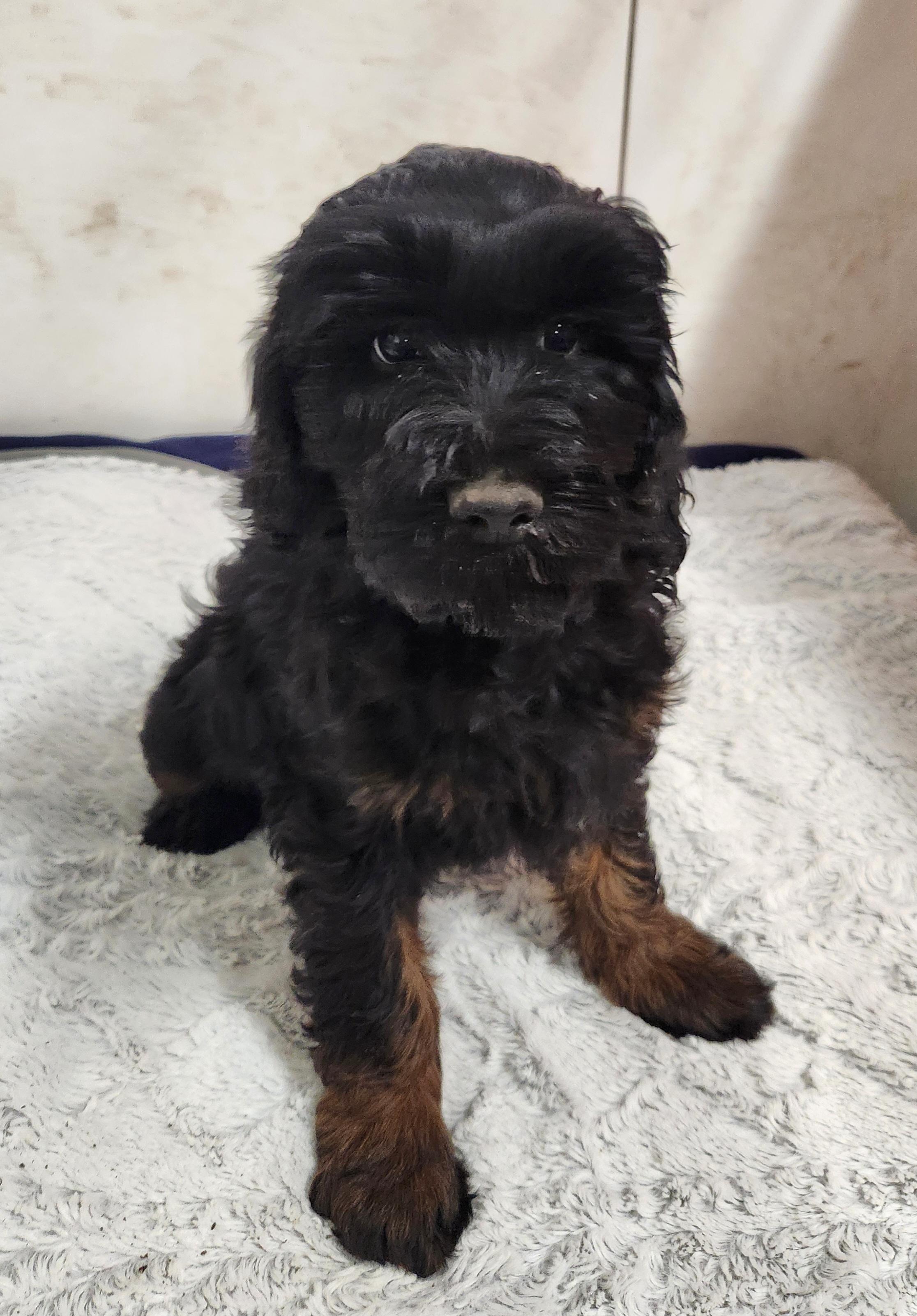 Enlarge Molly, a Adoptable Labradoodle in Liberty Center, OH image 5/6