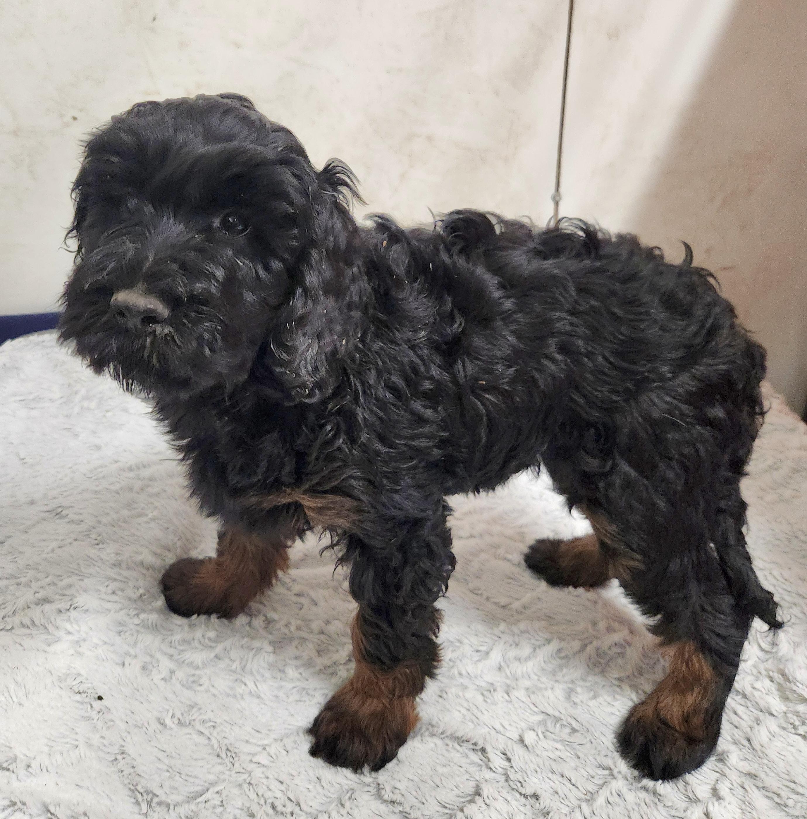 Enlarge Molly, a Adoptable Labradoodle in Liberty Center, OH image 2/6