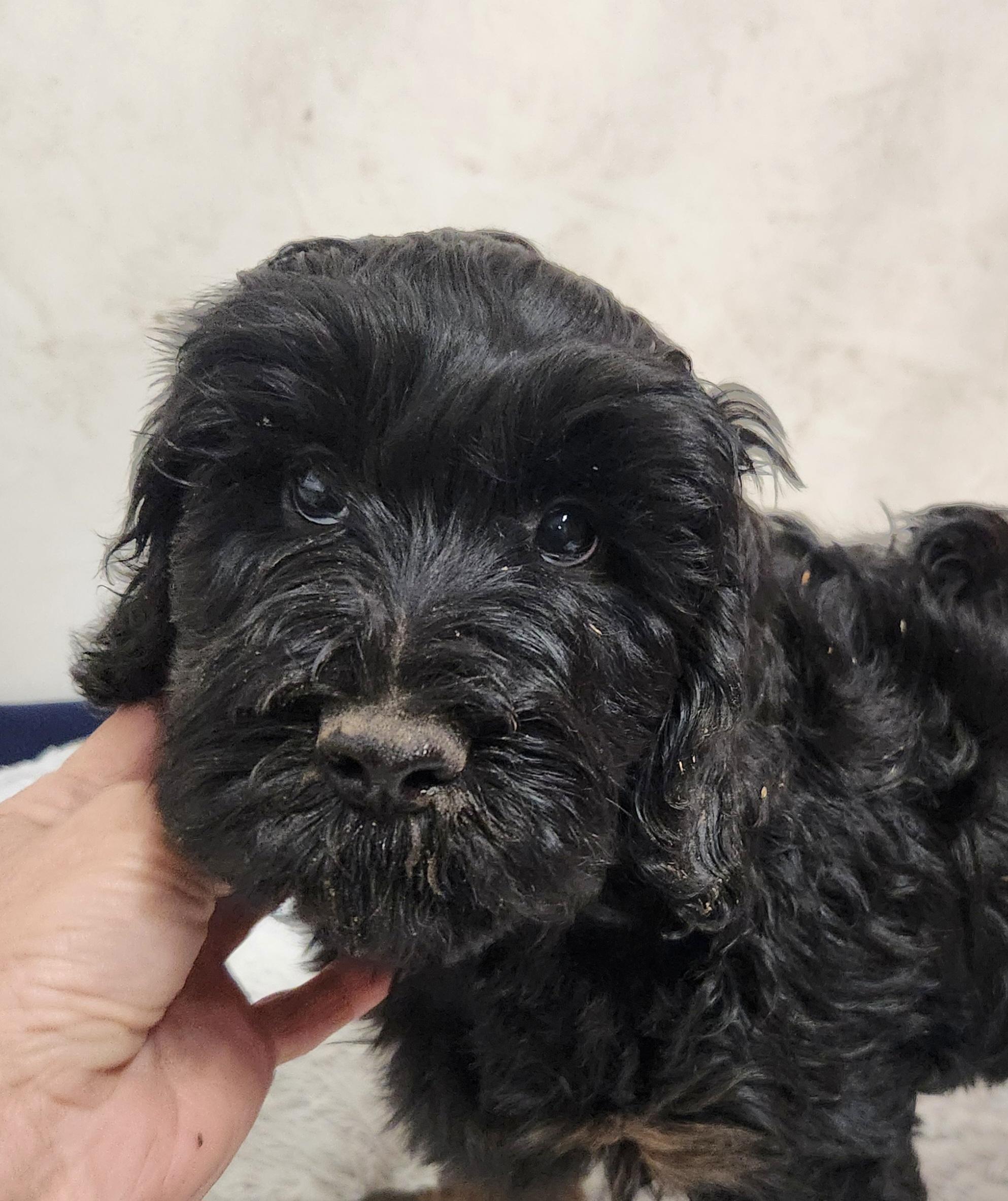 Molly, Adoptable, Puppy Female Labradoodle.