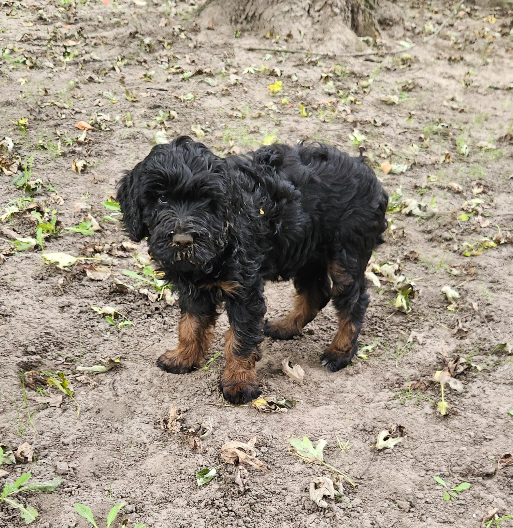 Enlarge Molly, a Adoptable Labradoodle in Liberty Center, OH image 4/6