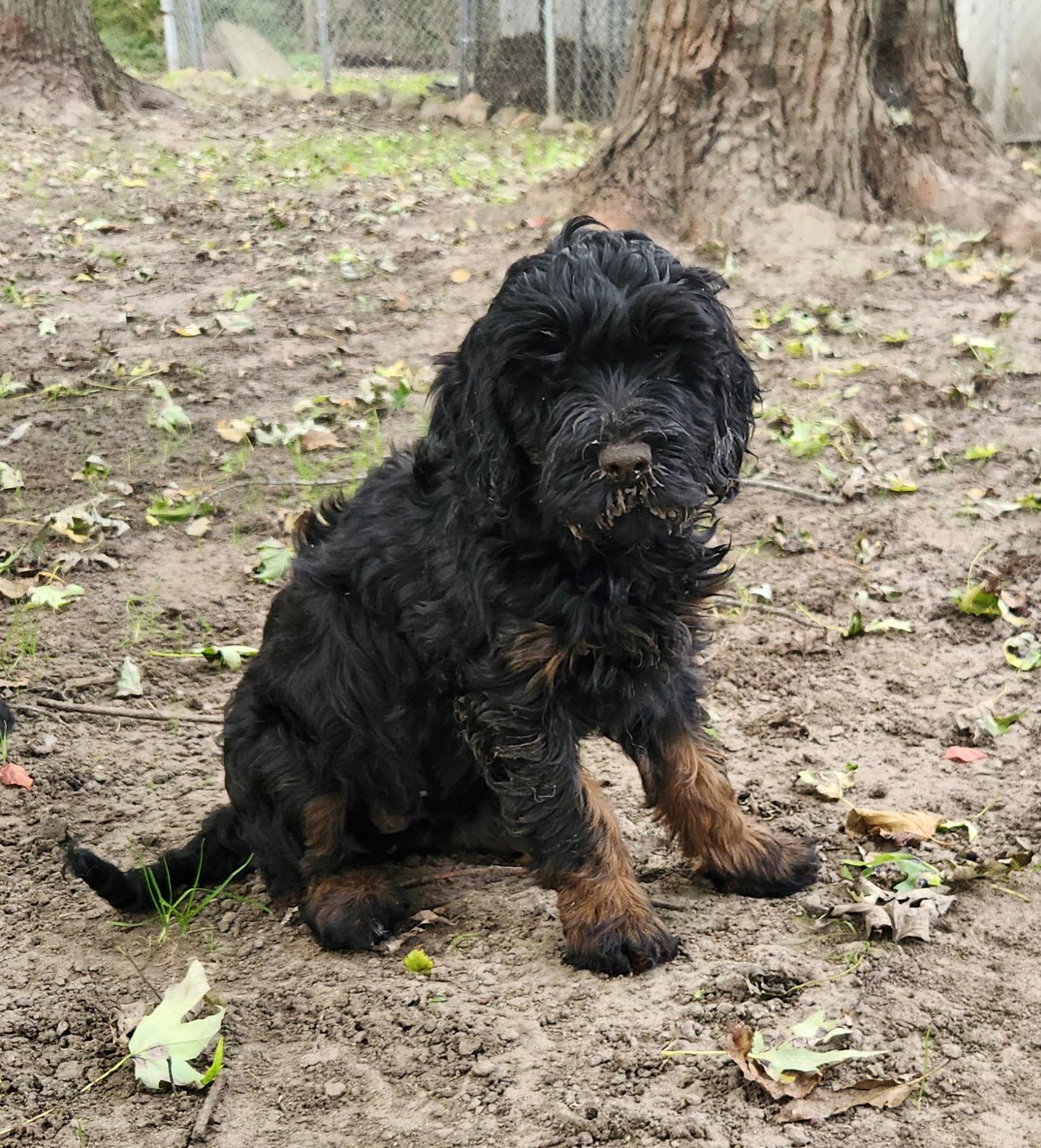 Enlarge Molly, a Adoptable Labradoodle in Liberty Center, OH image 6/6