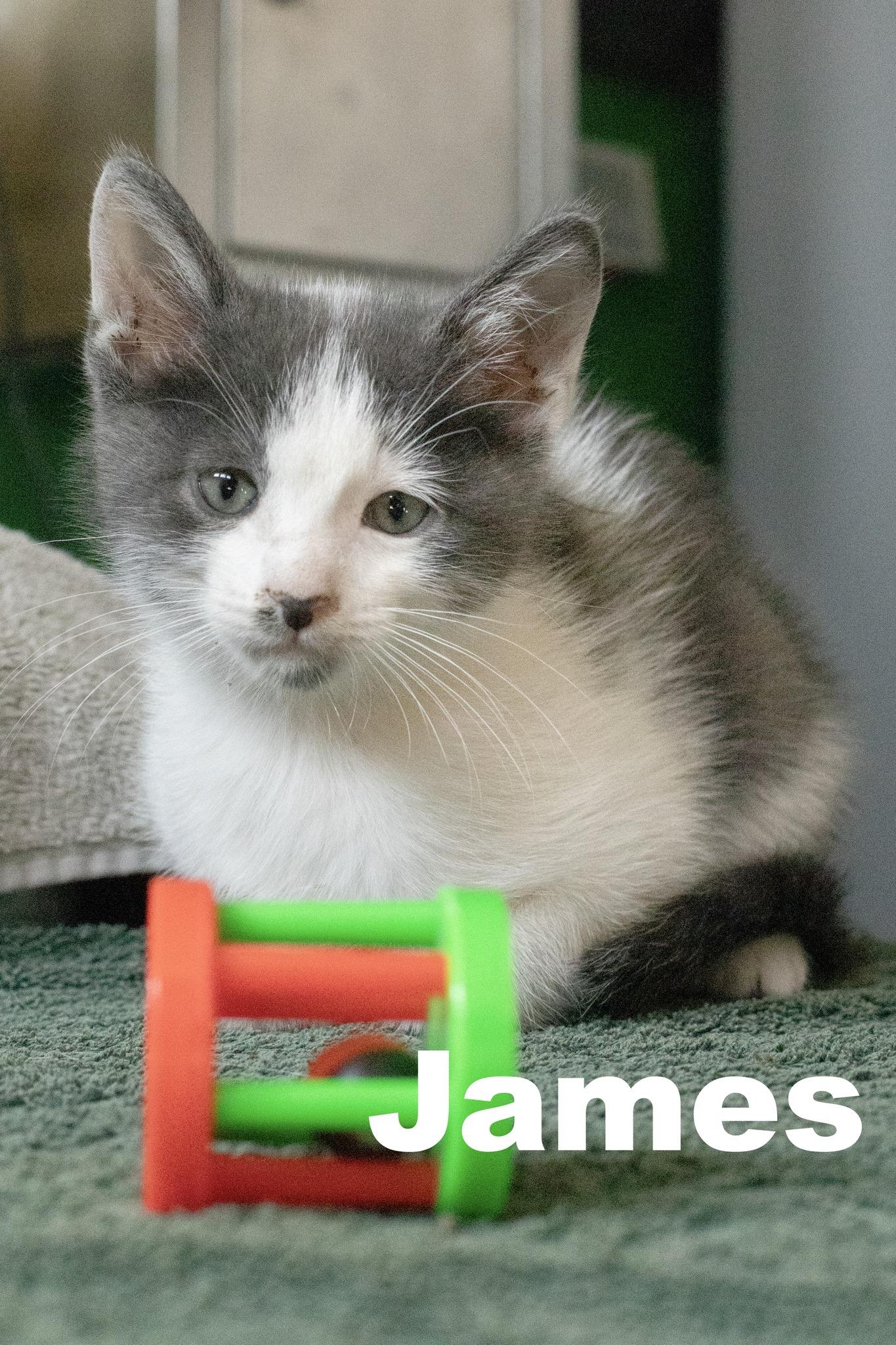 Enlarge James, a Adoptable Domestic Short Hair in Macomb, IL image 1/1