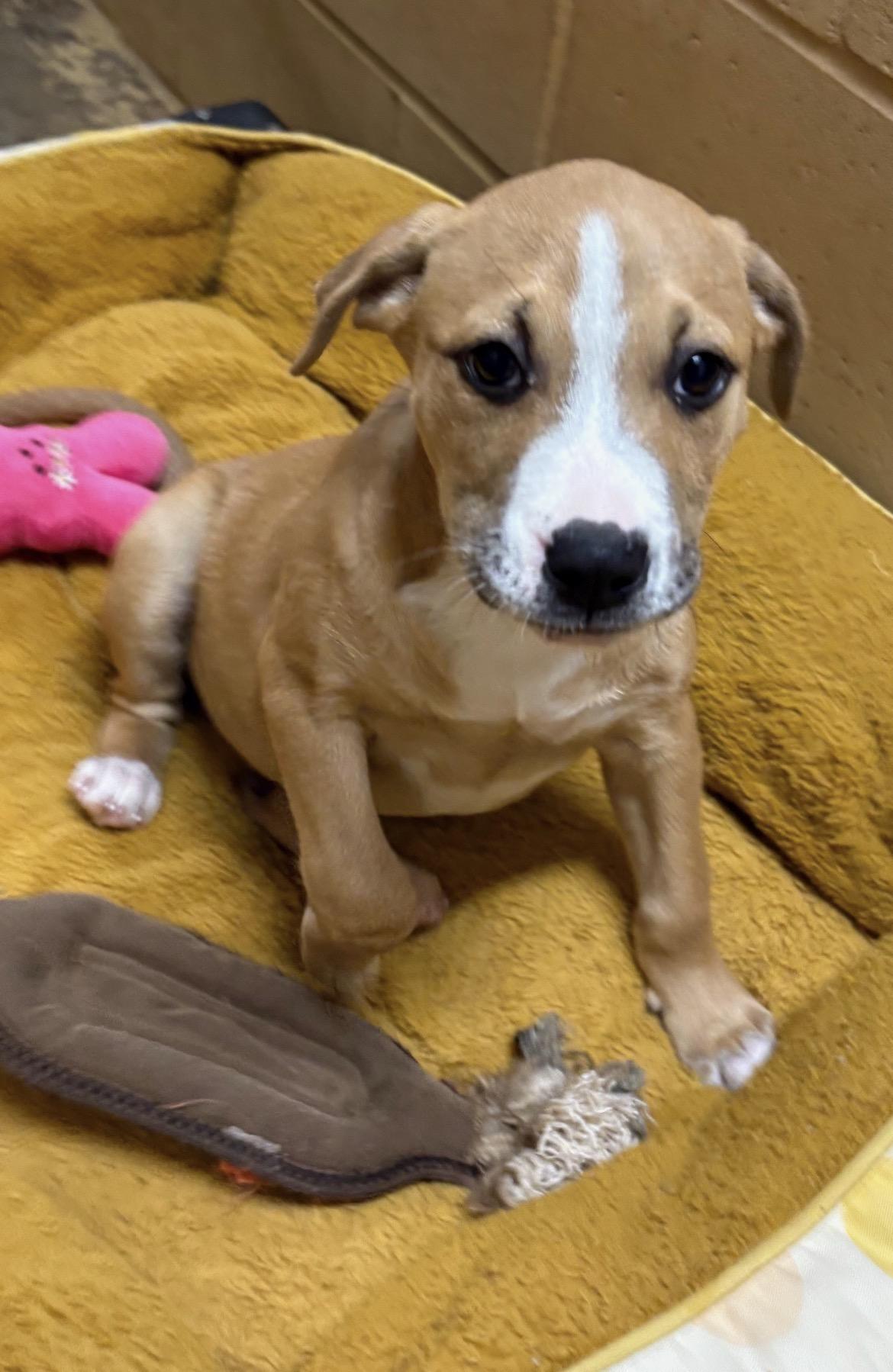 Corky, ADOPTABLE, Puppy Male Labrador Retriever & Pit Bull Terrier.