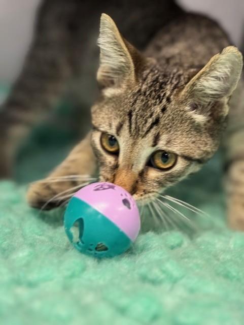 HAWTHORN, a Adopted Domestic Short Hair in Lynn Haven, FL image 1/4