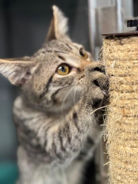 HAWTHORN, a Adopted Domestic Short Hair in Lynn Haven, FL image 2/4