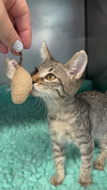 HAWTHORN, a Adopted Domestic Short Hair in Lynn Haven, FL image 3/4