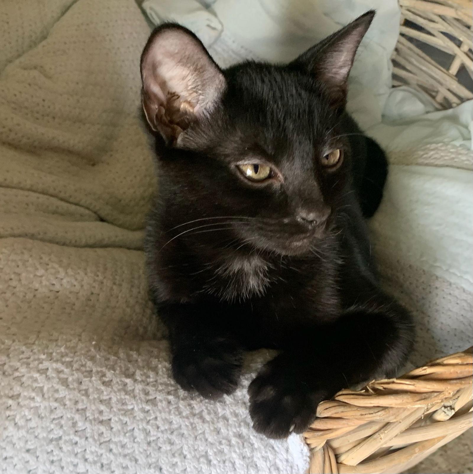Spooktacular, Adoptable, Kitten Female Domestic Short Hair.