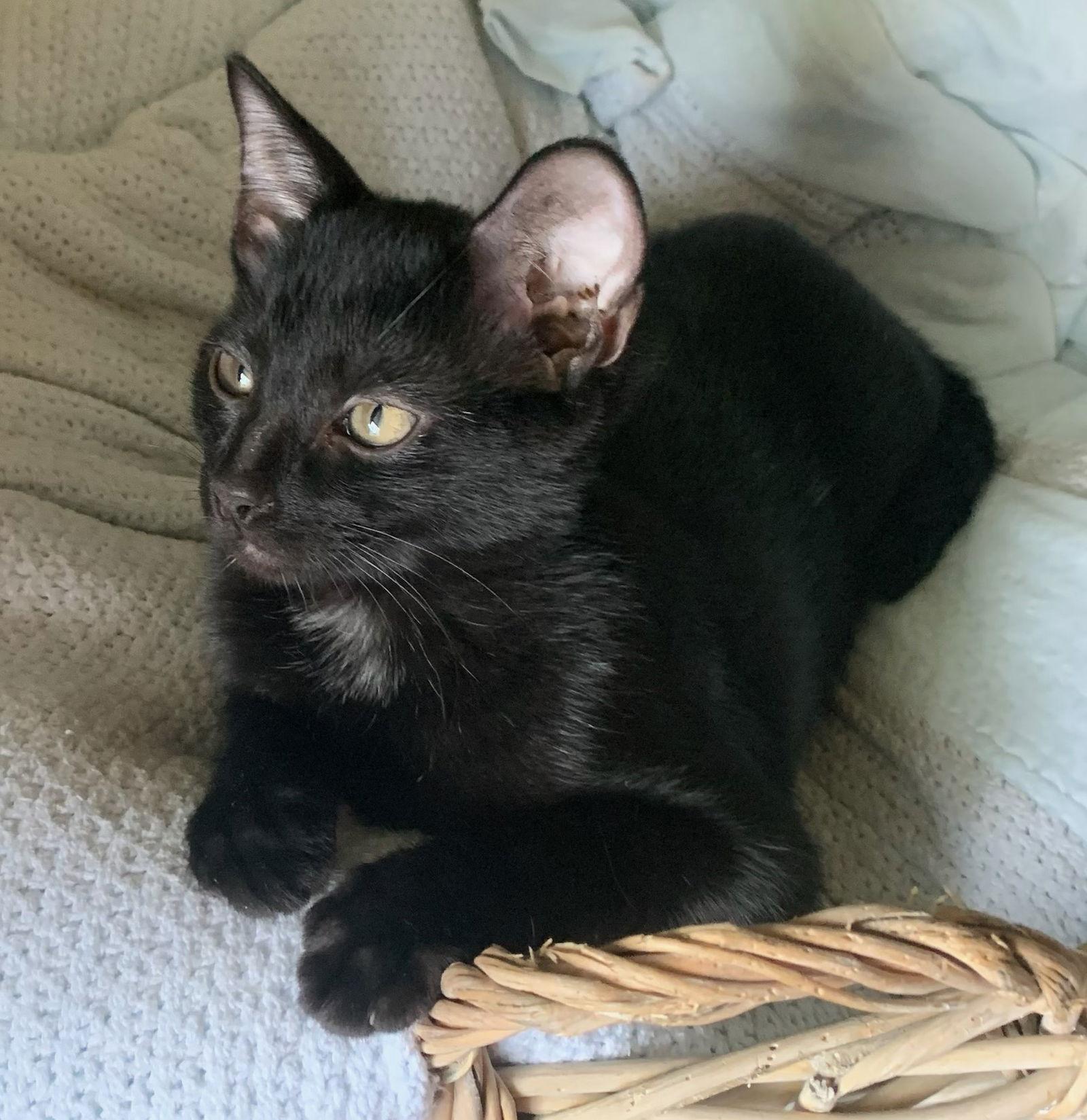 Enlarge Spooktacular, a Adoptable Domestic Short Hair in Greenville, IL image 2/2