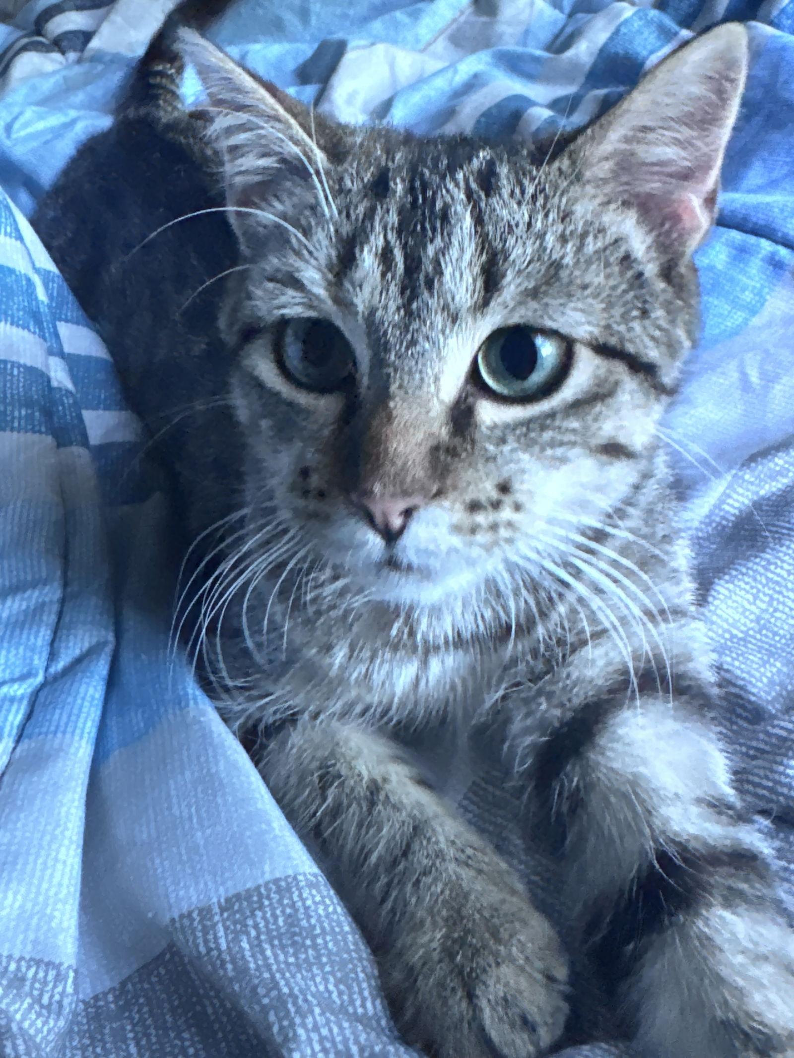 Enlarge Siete, a Adopted Domestic Short Hair in Wheaton, IL image 1/3