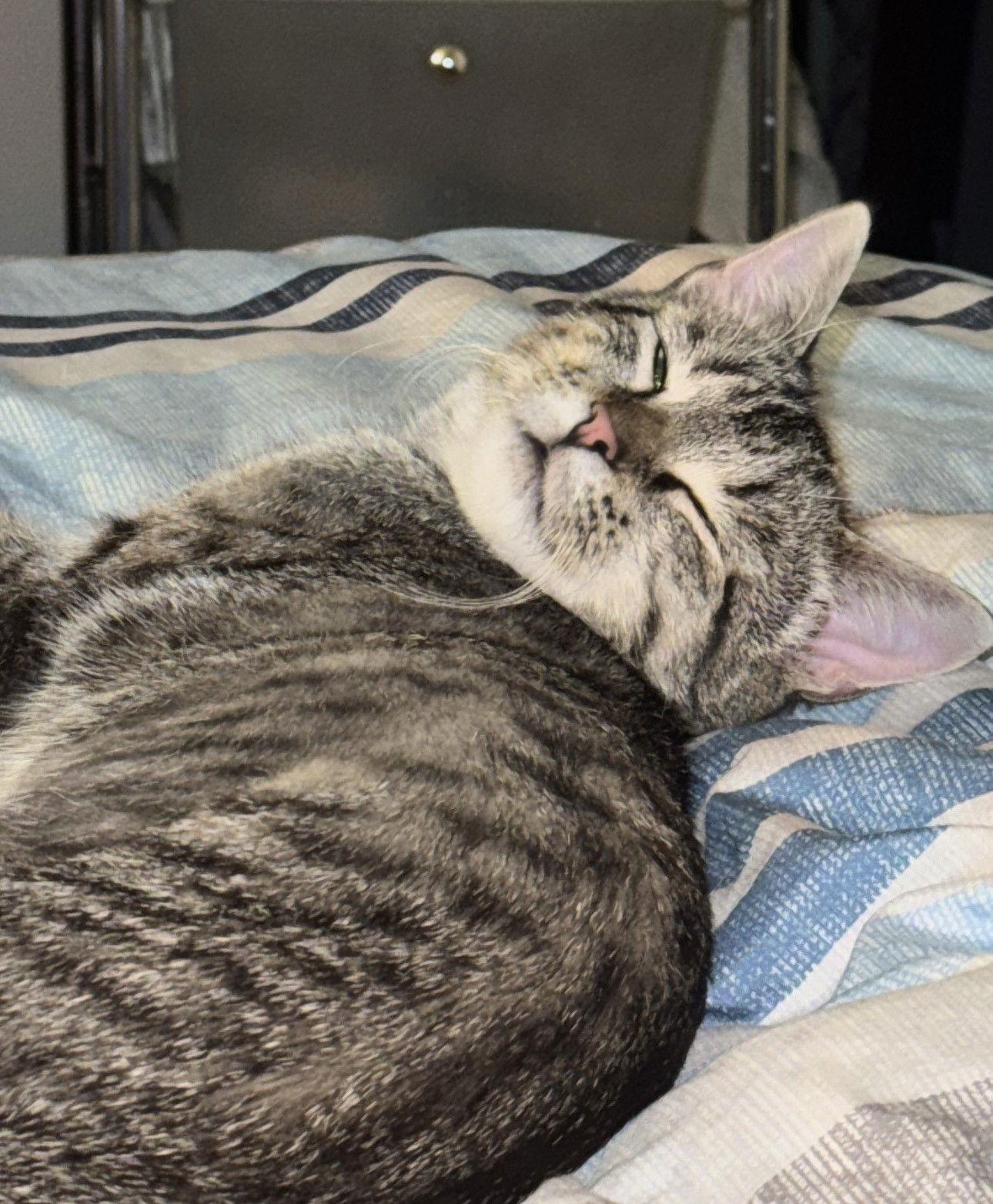 Enlarge Siete, a Adopted Domestic Short Hair in Wheaton, IL image 3/3