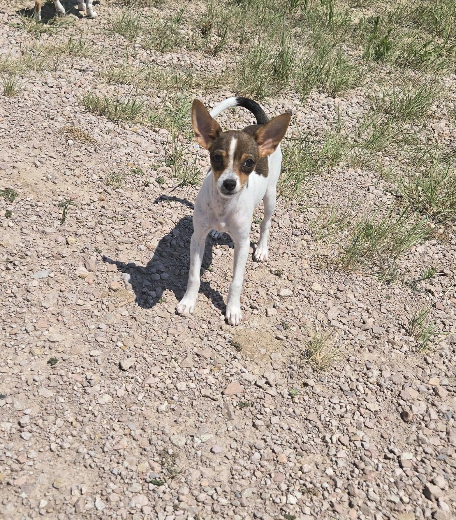 Apple Pie, a Adopted mixed breed in Castle Rock, CO image 3/3