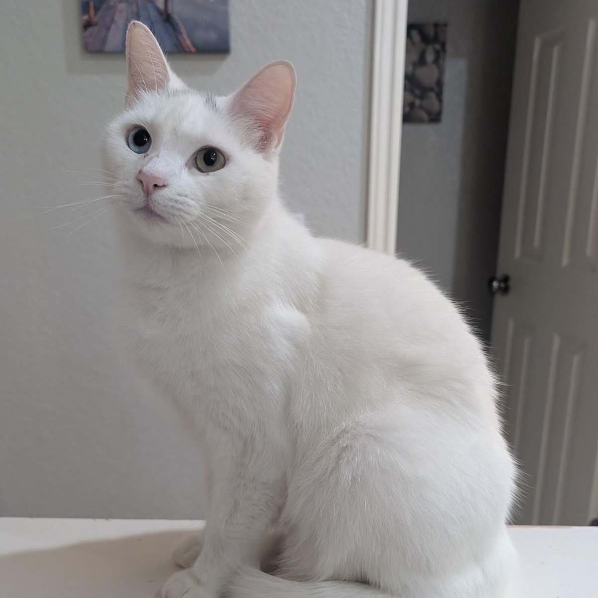 Delise, a Adoptable mixed breed in Schertz, TX image 1/5