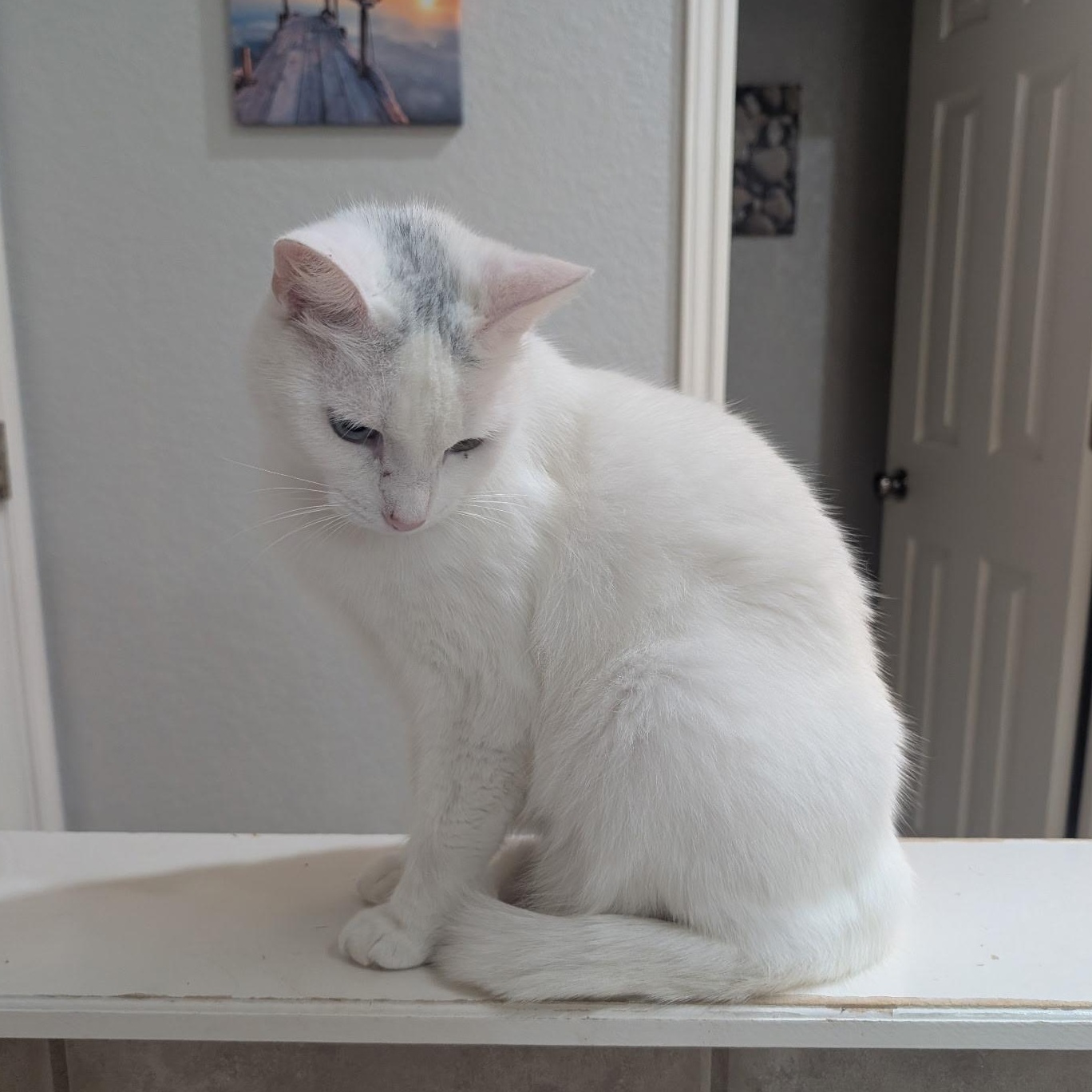 Delise, a Adoptable mixed breed in Schertz, TX image 5/5
