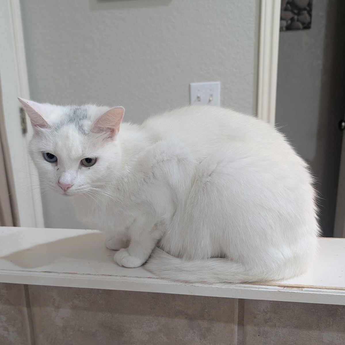 Delise, a Adoptable mixed breed in Schertz, TX image 2/5