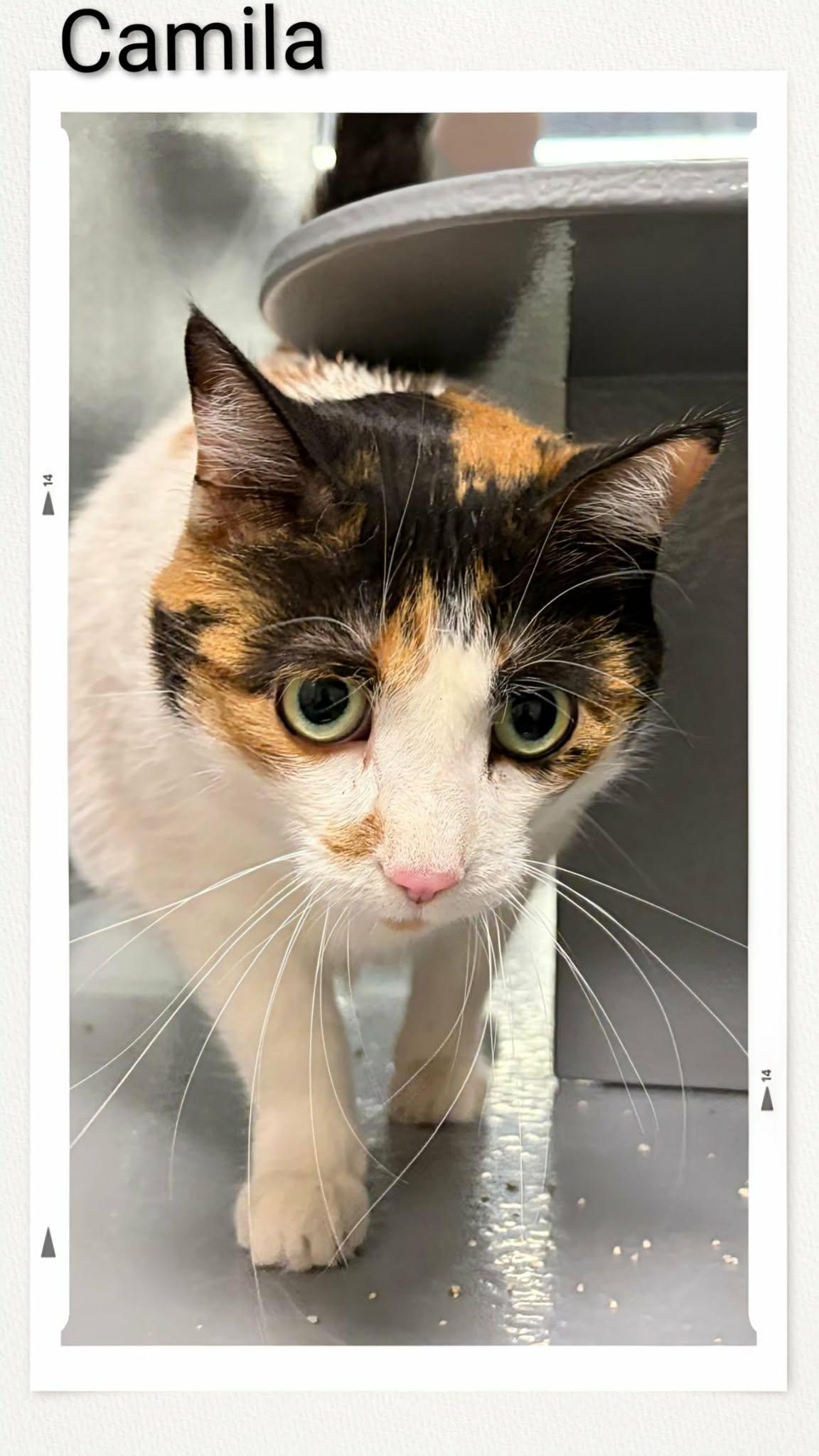 Camila, Adoptable, Young Female Domestic Short Hair.