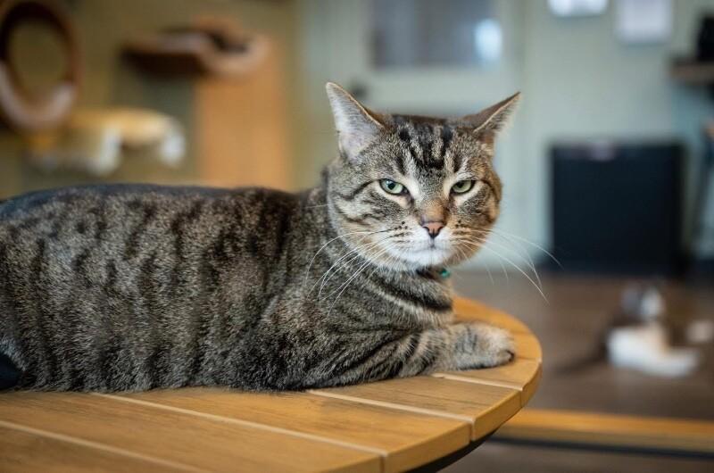 Enlarge Hampton, a Adoptable Domestic Short Hair in Grand Rapids, MI image 2/6