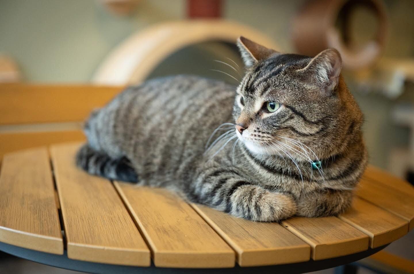 Enlarge Hampton, a Adoptable Domestic Short Hair in Grand Rapids, MI image 3/6