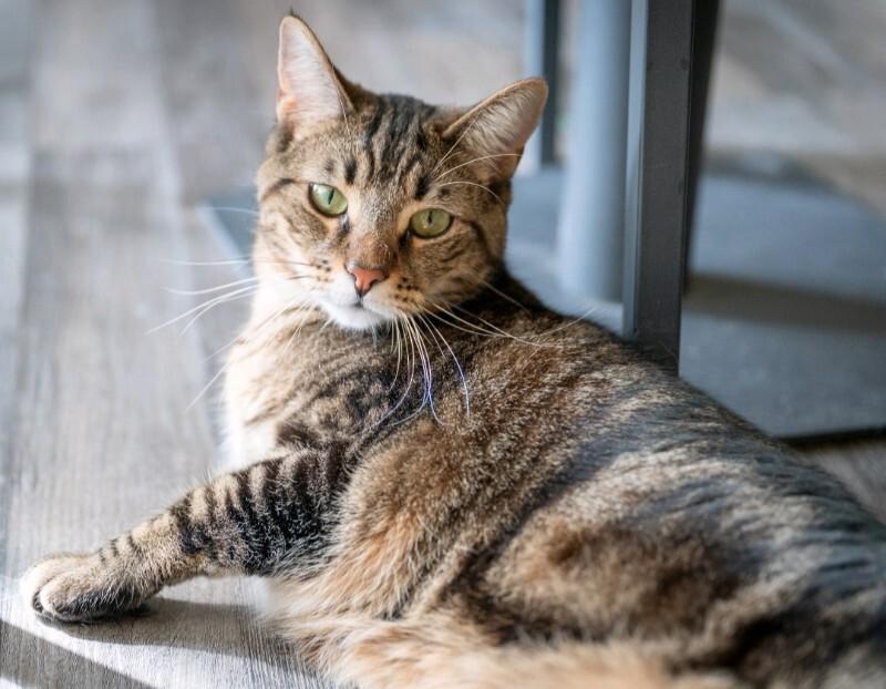 Enlarge Hampton, a Adoptable Domestic Short Hair in Grand Rapids, MI image 2/3