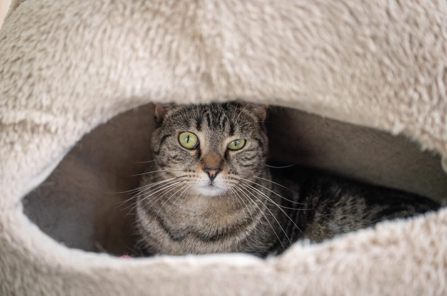 Enlarge Hampton, a Adoptable Domestic Short Hair in Grand Rapids, MI image 5/6