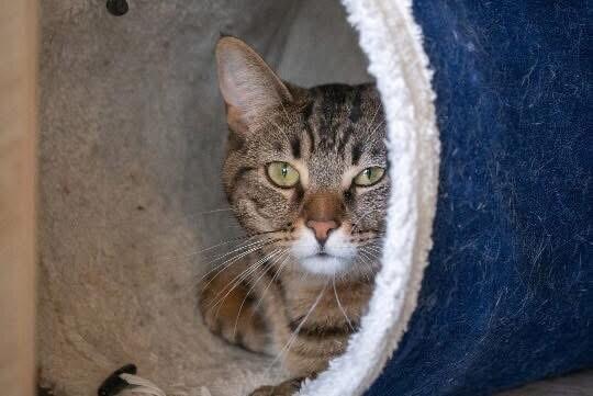 Enlarge Hampton, a Adoptable Domestic Short Hair in Grand Rapids, MI image 6/6