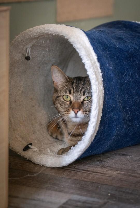 Enlarge Hampton, a Adoptable Domestic Short Hair in Grand Rapids, MI image 3/3