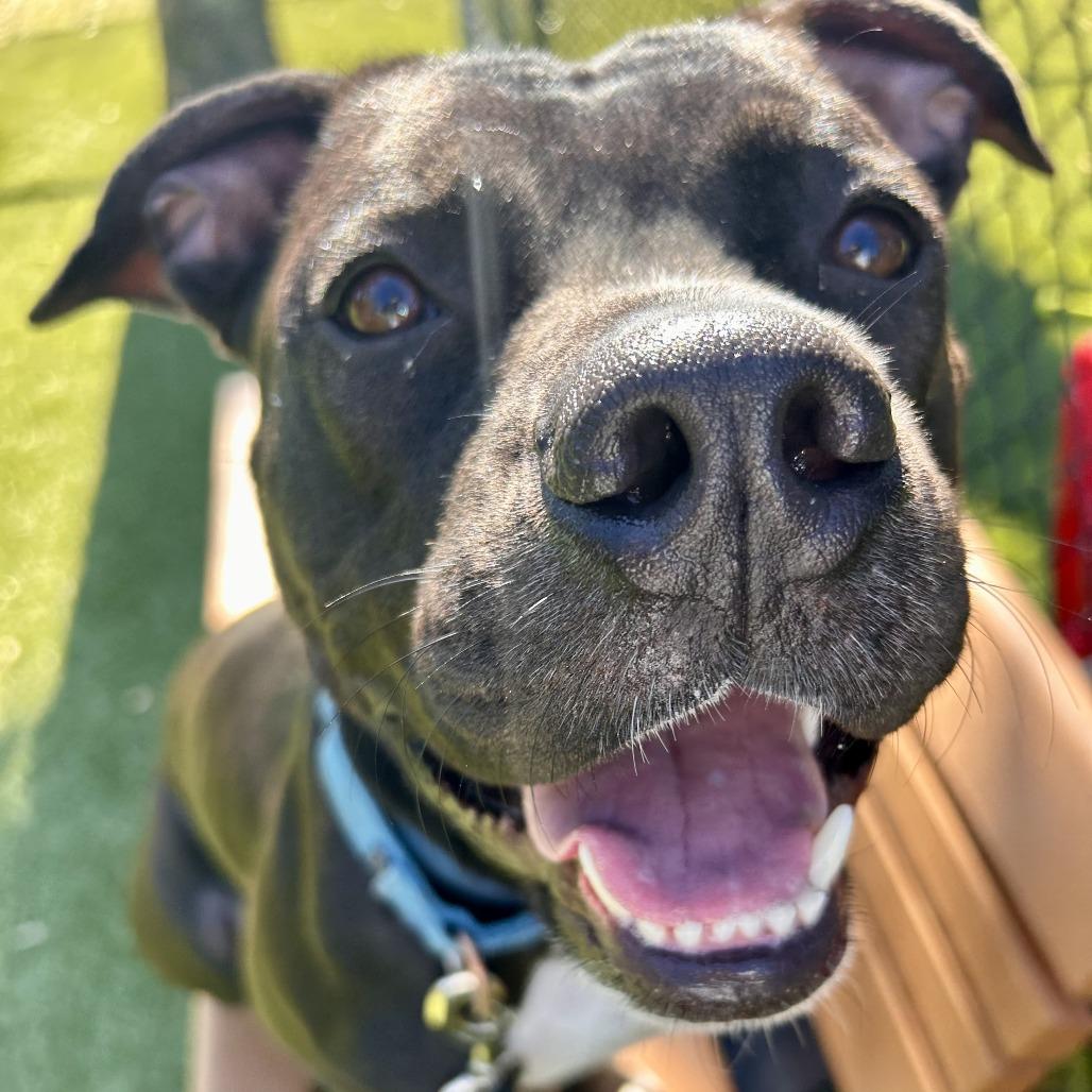 Wayne, Adoptable, Adult Male Mixed Breed.